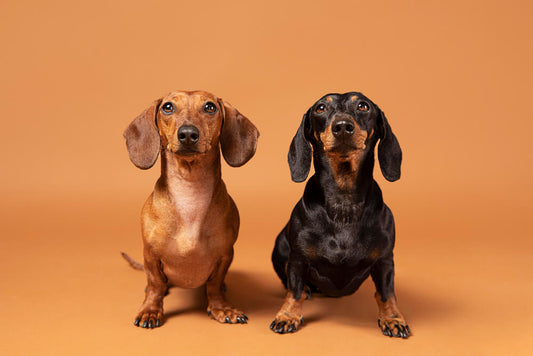Dachshund Joint Problems: Causes, Symptoms, and Solutions