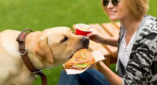 6 Dangerous Human Foods Your Dog Should Never Eat - Jack & Milo
