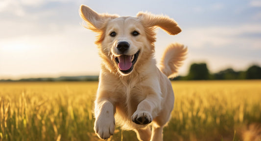 How Can Probiotics Benefit Your Dog - Jack & Milo